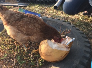 The rooster finishing my coconut